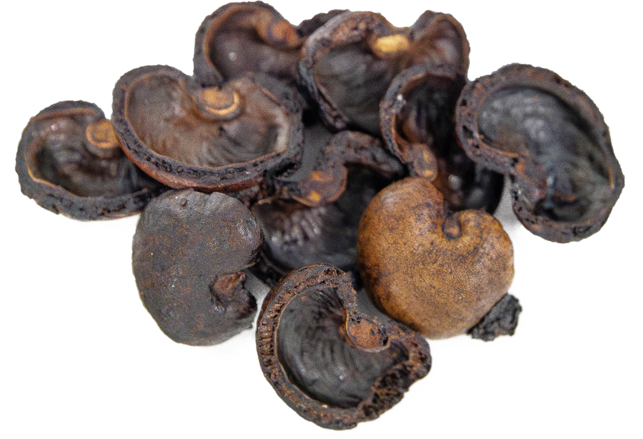 Cashew nut shells